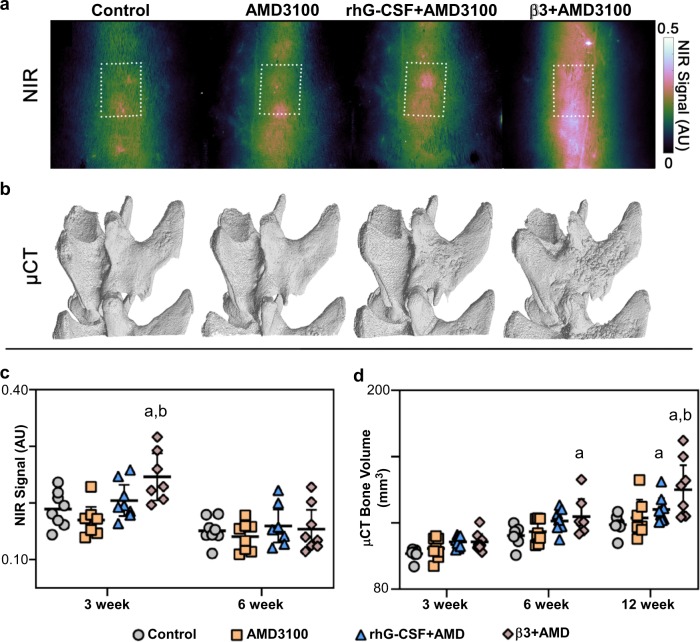 β3AR agonist and CXCR4 antagonist enhances in vivo bone formation.a–d Rats underwent bilateral posterolateral lumbar fusion surgery followed by rhG-CSF, BRL37344 or vehicle once daily for 4 days. Two hours after the last injection, rats were administered AMD3100 or vehicle. a Representative in vivo NIR fluorescence images of the L4/L5 fusion site at 3 weeks post op. b Representative 3D bone volumes at the L4/L5 fusion site, derived from in vivo µCT scans, at 12 weeks post op. Numerical results of c NIR fluorescence intensity, and d µCT-derived bone volume data. Data represented as individual data points with mean and 95% CI overlaid. n = 8 rats per group; c control vs β3 + AMD3100 aP < 0.01, AMD3100 vs β3 + AMD3100 bP < 0.001; d 6 weeks control vs β3 + AMD3100 aP < 0.05, 12 weeks control/AMD vs β3 + AMD a,bP ≤ 0.001. Twelve weeks control vs rhG-CSF + AMD3100 aP < 0.05 (multiple comparison with Sidak post hoc correction).