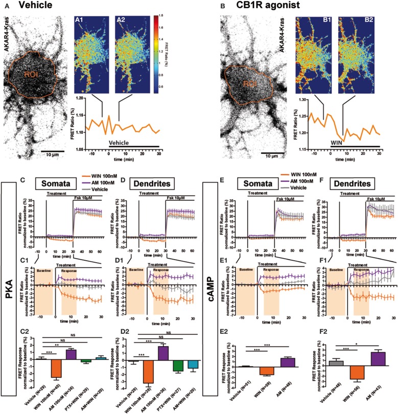 Somatodendritic CB1Rs constitutively inhibit the cAMP/PKA pathway. (A,B) Two representative neurons expressing the membrane-targeted PKA sensor AKAR4-Kras. The first image of the acquisition on YFP channel with the ROI is shown (A,B). The mean FRET ratio in somatic ROIs (orange) is shown at 4 min (-t4) before (A1, B1) and at 6 min (t6) after the addition of treatment at t0: Vehicle (A2) or agonist WIN55-212,2 (WIN) 100 nM (B2). (C–F) Averaged responses of AKAR4-Kras (C,D) or the cAMP sensor TEpacVV expressing neurons (E,F). The FRET ratio normalized to baseline was calculated for each neuron with a time-resolution of 2 min, separately in somata and dendrites. The curves represent mean ± S.E.M. of the FRET ratio for all imaged neurons at each time point. Addition of agonist WIN 100 nM but not of vehicle at t0 results in rapid FRET ratio decrease while inverse-agonist AM281 100 nM (AM) treatment results in increased PKA-activation. At 30 min, adenylyl-cyclase activator Forskolin (Fsk) was added at 10 μM, inducing a saturating increase of the FRET ratio. C1,D1,E1,F1: Zoom between -t14 and t30 of C,D,E,F, respectively, shows significant modulation of basal PKA activity after activation or blockade of CB1Rs. C2,D2,E2,F2: FRET responses were calculated as the mean response between t4 and t14 min (shaded zone labeled “Response” on C1,D1,E1,F1), using data normalized to the baseline (shaded zone between -t14 and -t2, labeled “Baseline” on C1,D1,E1,F1), as described in the Materials and Methods Section. Implication of Gi/o-proteins was shown by the specific inhibitor pertussis toxin (PTX), applied overnight at 100 ng/mL before the beginning of the experiment. The WIN effect was CB1R-induced as shown by pre-treatment with the CB1R-specific antagonist AM281 (1 μM 3 h before the beginning of the experiment). Data information: Data are expressed as mean ± S.E.M.; Statistical analysis was realized with one-way ANOVA followed by Newmann-Keuls post-test; NS p > 0.05, *p < 0.05, **p < 0.01, ***p < 0.001. Scale bar: 10 μm (A,B).