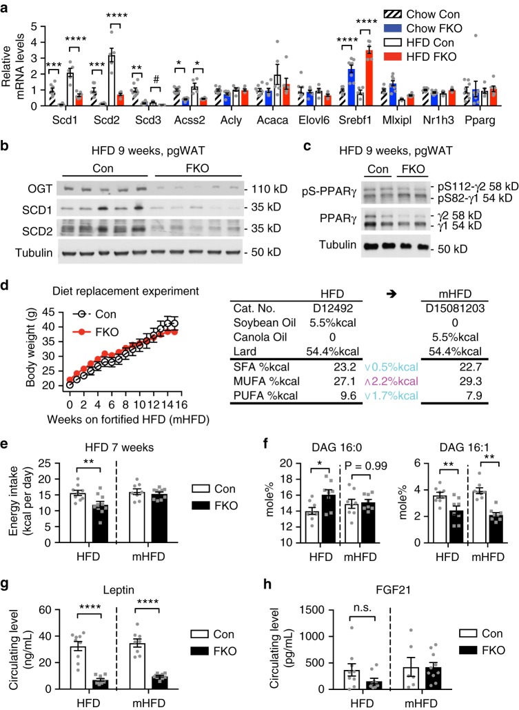 Adipocyte OGT drives diet-induced hyperphagia through transactivation of lipid desaturation in adipose tissue. a Gene expression analysis of de novo lipid desaturation and synthesis in adipose tissue (Chow for 15 weeks, Con n = 8, FKO n = 8; age-matched HFD for 9 weeks, Con n = 5, FKO n = 6). b Protein levels of SCD and OGT in adipose tissue. c Western blotting analysis in adipose tissue from 9-week-HFD-fed FKO and Con mice (Con n = 5, FKO n = 6, two representative biological replicates were shown). d Growth curves and e energy intake of (m)HFD-fed Con and FKO mice (n = 8–10 per group). mHFD denotes a mono-unsaturated fat-fortified high-fat diet that changes the saturated fat-rich soybean oil fraction into the mono-unsaturated fat-rich canola oil as illustrated in the diagram (d). f Contents of palmitate (C16:0) and palmitoleate (C16:1) DAG in adipose lipidome, and circulating levels of leptin (g), or of FGF21 (h) in mice fed HFD or mHFD for 15 weeks. Data were presented as mean ± s.e.m. n.s. not significant, *P < 0.05, **P < 0.01, ****P < 0.0001, post hoc Sidak’s tests (a, e–h), or #P < 0.01 HFD Con vs. HFD FKO, two-tailed Student’s t-test (a). A dashed line in (e–h) indicates that data from HFD study and mHFD study are presented in a side-by-side manner, and inference may not be made between different diets