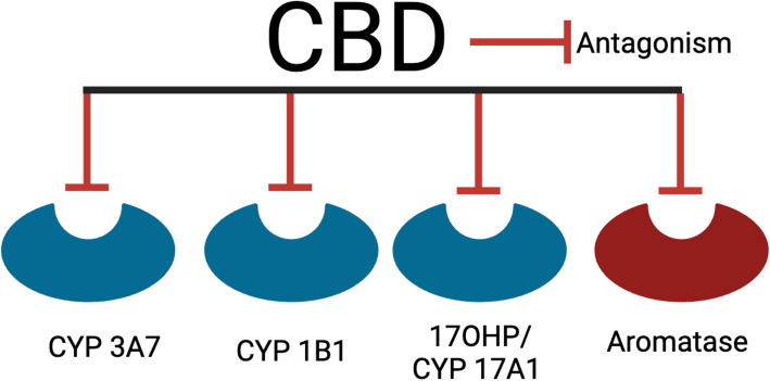CBD may alter the regulation of sex hormones. CBD antagonizes multiple processes that regulate sex hormones, including CYP enzymes 3A7, 1B1, and 17A1, and aromatase. Created with BioRender.com