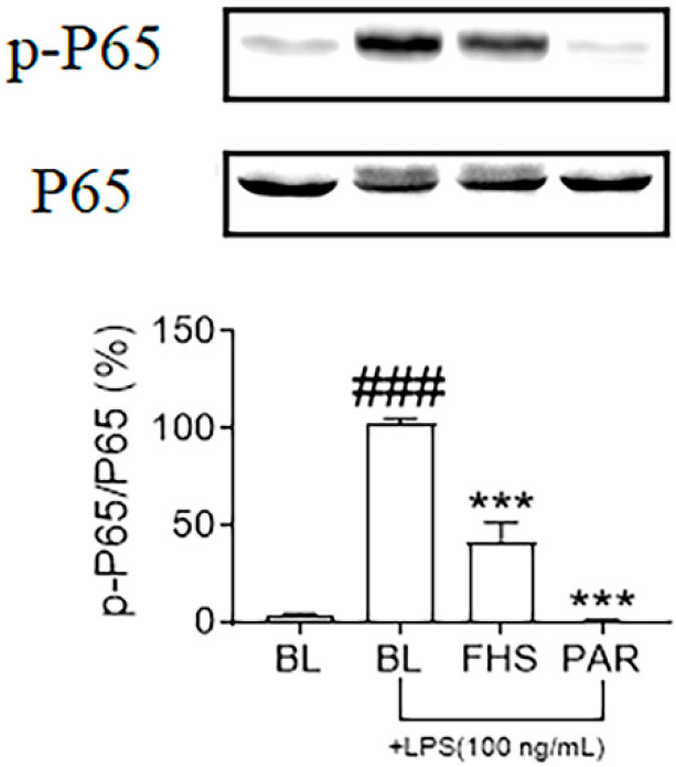 FHS suppressed the phosphorylation of P65. Cells were treated with FHS for 1 h and then incubated with LPS for another 10 min. The expression of p-P65 was analyzed by western blot and standardized with the total P65 (n = 3). BL, medium without the addition of extracts; FHS, fermented hemp seed-containing medium’s supernatant of Day 7. ### p < 0.001 vs. the control group; *** p < 0.001 vs. the LPS-treated group.