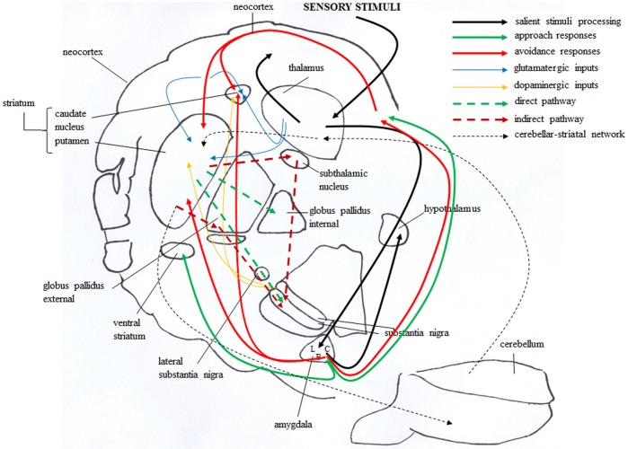 Brain circuitries that mediate approach and avoidance behaviors. Salient stimuli information from the sensory systems reaches the thalamus that in turn projects to neocortex and amygdala, first to its lateral (L) and then to central (C) and basal (B) nuclei (solid black line). The amygdala in turn projects to the hypothalamus, and directly or indirectly (via orbitofrontal cortex) to the dorsal striatum. These connections are involved in avoidance responses (solid red line). The outputs from the amygdala also reach the ventral striatum and the orbitofrontal cortex, and these connections are involved in approach responses (solid green line). The dorsal striatum receives also glutamatergic inputs (solid blue line) from neocortical and thalamic areas and dopaminergic inputs (solid yellow line) from the substantia nigra. These inputs establish synapses with striatal GABAergic cells, distinct in “direct” (dashed green line) and “indirect” (dashed red line) pathway projection neurons. Direct pathway projects to the internal globus pallidus and substantia nigra, whereas indirect pathway projects to the substantia nigra by way of the external globus pallidus and subthalamic nucleus. Also the bidirectional striatal-cerebellar network (dashed black line) is involved in the emotional and motivational processes linked to approach and avoidance.