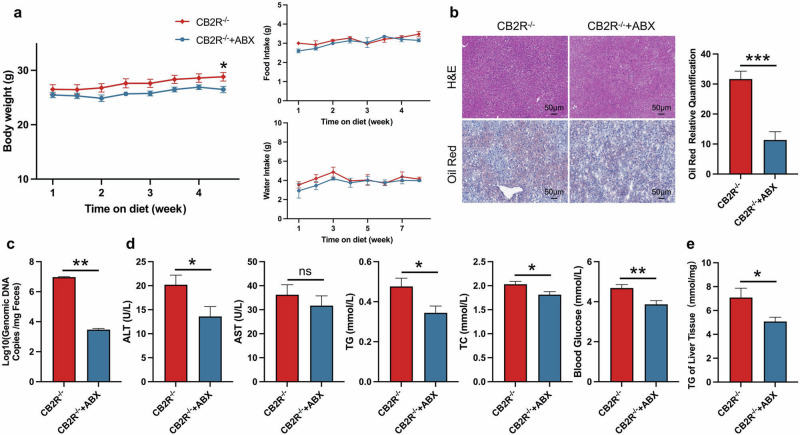 Antibiotic treatment alleviates the NAFLD phenotype of CB2R-/- mice.a The body weight, food intake and water intake of CB2R-/- mice treated with ABX or sterile water throughout the experimental period were recorded. b The representative images (200×) of H&E or Oil red O staining, and the morphometric analysis of Oil red O staining for quantification. c qRT-PCR analysis of bacteria genomic copies in feces from CB2R–/– mice treated with antibiotic or sterile water. d The comparison of serum levels of transaminases (ALT, AST) and lipid parameters (TG, TC), and blood glucose between CB2R–/– mice treated with ABX or sterile water. e The comparison of liver homogenate levels of TG. Note: Data were given as mean ± SEM. n: (a–e), n = 6 per group. *P < 0.05; **P < 0.01; ***P < 0.001; ns no significance. ABX antibiotic.