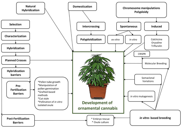 A schematic view of different breeding-based approaches for producing ornamental cannabis.