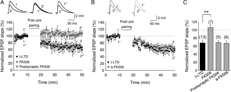 Presynaptic calcineurin is involved in t-LTD at CA3-CA1 synapses. (A) Time course of effect of post-before-pre pairing in control conditions (black triangles) and in FK506 (10 µM)-treated slices (bath applied, gray squares) or loaded into the postsynaptic cell via the patch pipette (gray triangles). Inset, Traces show EPSP before (1, 1′ and 1″) and 30 min after pairing (2, 2′ and 2″) in control slices (1 and 2) and in slices treated with FK506 in the bath (1′ and 2′) or loaded into the postsynaptic cell (1″ and 2″). (B) Time course of effect of post-before-pre pairing in control conditions (black triangles) and in FK506 (10 µM)-treated slices loaded into astrocytes via the patch pipette (gray triangles). Inset, Traces show EPSP before (1 and 1′) and 30 min after pairing (2 and 2′) in control slices (1 and 2) and in slices treated with FK506 loaded into the astrocytes (1′ and 2′). Note that t-LTD induction is prevented by adding FK506 to the bath, whereas it is not affected by loading the inhibitor into the postsynaptic cell or into the astrocyte. (C) Summary of results. Error bars are SEM. **P < 0.01, unpaired Student's t-test. The numbers of slices are shown in parentheses.