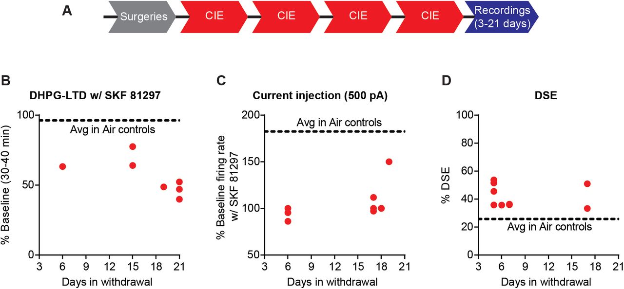 CIE induced effects on D1 receptor function and DSE across recording days.(A) Experimental timeline that includes surgeries followed by 4 cycles of CIE exposure and whole-cell recordings 3-21 days in withdrawal. (B) Expression of DHPG-LTD in the presence of SKF 81297 was persistent across the withdrawal period. (C) SKF 81297 had no effect on D1 SPN firing of CIE mice across the withdrawal period. (D) DSE was increased in CIE mice across the withdrawal period.