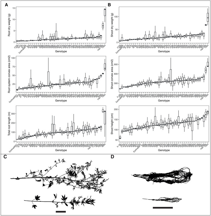 Large diversity observed in root and shoot size traits among 46 hemp genotypes.(A) Boxplots for the following extracted root traits. Root dry biomass, convex hull area, and total root length. (B) Boxplots for the following extracted shoot traits. Shoot dry weight, convex hull area, and height. (C, D) Representative greyscale root and shoot images for a small and large genotype, genotype 2729 and genotype 1583, respectively. Scale bar = 20 cm. Data from S3 Table.