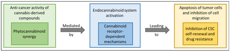 Conceptual perspective of the anti-cancer activity of phytocannabinoids. Cannabis compounds and phytocannabinoids, in particular, by activating cannabinoid receptor-dependent mechanisms, may interact synergistically in some of the cases and target malignant cells by inducing, e.g., cell apoptosis and inhibition of cancer cell migration. Moreover, phytocannabinoids may target CSCs, in some cases leading to an improved outcome, e.g., by inhibiting the characteristic self-renewal and drug resistance of CSCs.