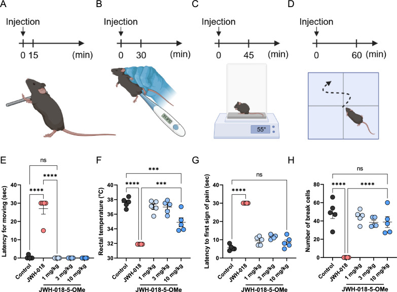Evaluation of cannabinoid-like effects of JWH-018–5-OMe in the mouse tetrad assay. The pharmacological effects of JWH-018–5-OMe were assessed at various doses (1, 3, and 10 mg/kg, i.p.) and compared with the vehicle control and positive control (JWH-018, 3 mg/kg, i.p.). (A–D) Schematic representation of the tetrad assay time course: (A) catalepsy, (B) hypothermia, (C) analgesia, and (D) locomotor activity. (E) Catalepsy assessment measured by the bar test. (F) Rectal temperature changes. (G) Antinociceptive effects measured by the hot plate test. (H) Spontaneous locomotor activity measured by the number of grid crossings in an open-field test. Data are presented as mean ± SEM (n = 5 per group). ****p < 0.0001, ***p < 0.001 vs. vehicle control; ns, non-significant.