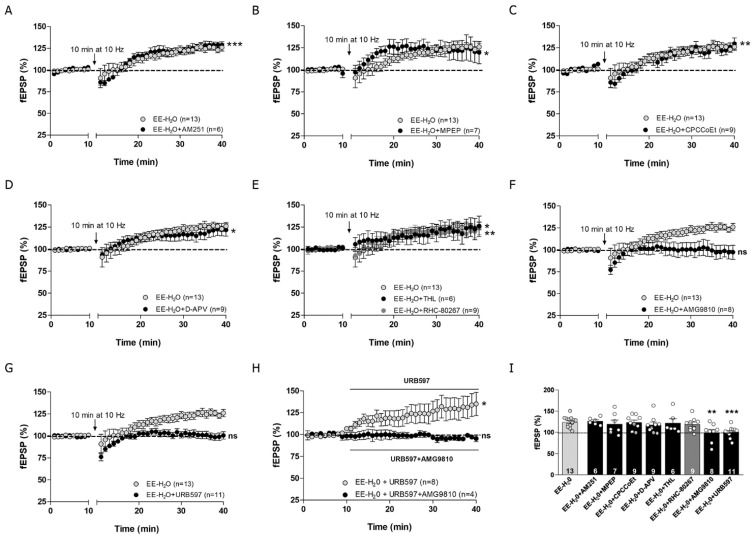 Activation of TRPV1 and AEA are required for MPP-LTP in EE-H2O. (A) AM251 (4 μM, black circles; Student’s t-test; *** p ≤ 0.001 vs. baseline), (B) MPEP (10 μM; black circles; Student’s t-test; * p ≤ 0.05 vs. baseline), (C) CPCCoEt (50 μM; black circles; Student’s t-test; ** p ≤ 0.01 vs. baseline), (D) D-APV (50 μM; black circles; Student’s t-test; * p ≤ 0.05 vs. baseline) and (E) THL (10 μM; black circles; Student’s t-test * p ≤ 0.05 vs. baseline) and RHC-80267 (100 μM; dark grey circles: Student’s t-test; ** p ≤ 0.01 vs. baseline) do not affect MPP-LTP in EE-H2O mice. (F) However, MPP-LTP is blocked by AMG9810 (3 μM; black circles; Student’s t-test; p > 0.05 vs. baseline; ns = not significant) and (G) inhibited by URB597 (2 μM, >20 min; black circles; Student’s t-test; p > 0.05 vs. baseline; ns = not significant). (H) The increase in fEPSP by URB597 (2 μM, >20 min; grey circles; Student’s t-test; * p ≤ 0.05 vs. baseline) is abolished by AMG9810 (3 μM; black circles; Student’s t-test; p > 0.05 vs. baseline; ns = not significant). (I) Summary bar histogram: EE-H2O + (n = 6) AM251 (4 μM), EE-H2O + MPEP (n = 7) (10 μM), EE-H2O + CPCCoEt (n = 9) (50 μM), EE-H2O + D-APV (n = 9) (50 μM), EE-H2O + THL (n = 6) (10 μM), EE-H2O + RHC-80267 (n = 9) (100 μM), EE-H2O + AMG9810 (n = 8) (3 μM), and EE-H2O + URB597 (n = 11) (2 μM) Student’s t-test; p > 0.05; ** p ≤ 0.01; *** p ≤ 0.001 vs. EE-H2O. Numbers in the bars are individual experiments. Data expressed as mean ± S.E.M.