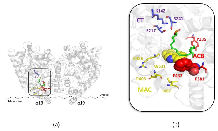 (a) Overview of the FAAH protein (PDB: 1MT5); (b) zoom view of the binding mode of the AEA derivative FAAH substrate MAFP (green stick) within the “membrane access channel” (MAC) (yellow stick), “acyl-chain binding” channel (ACB) (red stick) and the “catalytic triad” (CT) (violet stick). Residues involved in the “dynamic paddle” are highlighted as space-filling representations.