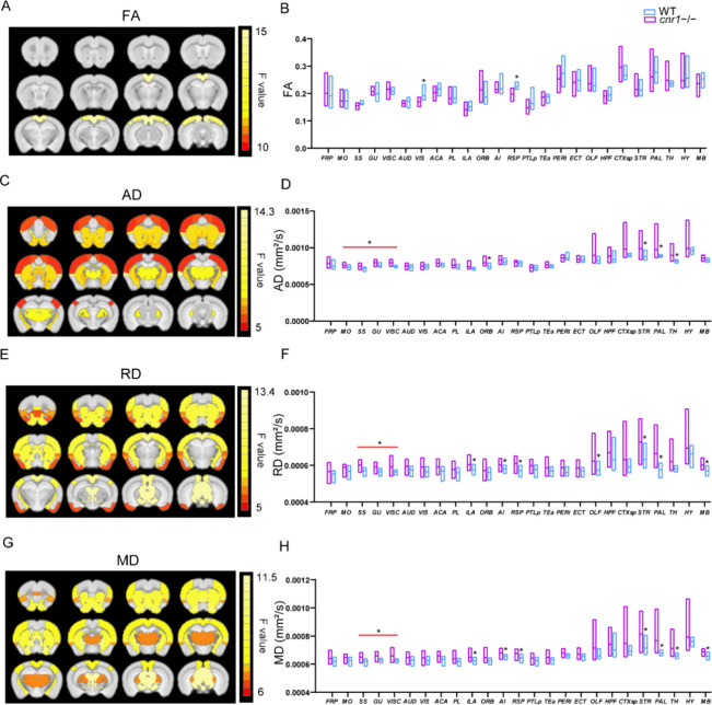 Comparison of diffusion tensor imaging (DTI) parameters between cnr1–/– mice and WT mice. Significant brain regions (ANOVA genotype factor, p < 0.05, SGoF corrected) have been colored based on that region’s F value and superimposed over the T2 template image. Twelve slices are shown from rostral to caudal, top of brain upward. Results are shown for fractional anisotropy (FA) (A), axial diffusivity (AD) (C), radial diffusivity (RD) (E), and mean diffusivity (MD) (G). Group comparison of FA (B), AD (D), RD (F), and RD (H) in individual brain regions. Data are mean ± s.e.m. (N = 12 for cnr1–/– and N = 10 for WT). * indicates p ≤ 0.05 corrected with SGoF. Regions of interest names are in Table S1.