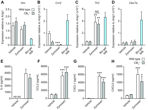 CB2 deletion in dorsal air pouch fibroblasts has no effect on inflammatory mediator production in response to Zymosan. A–D) Dorsal air pouch lining endothelial cells from WT and CB2−/− female mice (8–10 wk old) were harvested and stimulated with 10 μg/ml Zymosan or vehicle for 6 h. Vim (A), Cnr2 (B), Tlr2 (C), and Clec7a (D) gene expression was determined by qPCR. E–H) Gene expression from Bio-gel macrophage samples is shown for comparison. IL-6 (E), CCL2 (F), CXCL1 (G), and CXCL5 (H) levels from culture supernatants were determined by ELISA. ND, not detected; NS, not significant. Data are means + sem (n = 5–7 biologic replicates). Statistical analysis was conducted by 2-way ANOVA with Sidak’s multiple comparisons correction. *P < 0.05, **P = 0.01, ***P < 0.001.