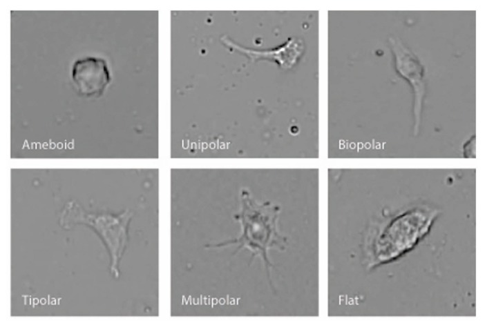 Examples of the six different BV-2 morphological shapes observed and categorized.