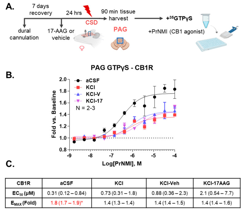 35S-GTPγS coupling assay using PrNMI to test CB1R functionality in PAG tissue harvested 90 min after cortical insult. aCSF or KCl (1M) were administered to female Sprague Dawley rats via dural canula. 17-AAG (0.5 nmol) or vehicle (1% DMSO in saline) were injected onto the dura mater 24 h before KCl injection. Then, 90 min after cortical injection of KCl or aCSF, PAG tissue was collected and then subjected to the 35S-GTPγS coupling assay. (A) Schematic outline of experimental design. (B) The CB1R selective compound PrNMI was used in agonist mode up to 100 μM. Data represented as the mean ± SEM of N = 2–3 animals/group. (C) The potency (EC50) and efficacy (EMAX) were calculated from each summary curve consisting of N = 2–3 independent animals per group, reported as the calculated value with 95% confidence intervals in parentheses. A significant difference as indicated by non-overlapping confidence intervals with other group values was noted by red highlight and *. These findings show a loss of efficacy in the CB1R system with the KCl treatment that is not rescued by 17-AAG administration.