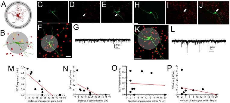 Occurrence of SICs is determined by astrocytes being in close contact with neuronal somata. (A) A reconstructed astrocyte with circles indicating the average distance of the farthest astrocytic end feet from the middle of the astrocytic soma (black circle: average; gray circle: SEM; scale bar = 10 μm). (B) Schematic drawing of morphological analyses resulting the data used for statistics. I., gray circle: astrocytic count was determined within 70 μm from the middle of the astrocytic soma. II. The shortest distance of the closest astrocyte and the neuronal soma. (C–G) and (H–L) comparison of SIC recordings and astrocytic position to neuronal somata demonstrated with two representative cases. (C) Biocytin labeling of a neuron. Scale bar = 50 μm. (D) tdTomato fluorescent protein expressed in a GFAP-dependent way. (E) Merged image of (C,D) panels. The arrows on (D,E) indicate the position of the nearest astrocytic soma to the neuronal soma. (F) NeuroLucida reconstruction of the neuron (green) and the positions of astrocytic somata (red). The yellow line indicates the distance between the nearest astrocytic soma and the neuronal soma, whereas the gray circle indicates the area for determining astrocyte count. Scale bar = 50 μm. (G) Voltage clamp recording from the neuron on panels (C–F). (H–L) Another neuron on panels with similar arrangement like (C–G). (M–P) Statistical summary of experiments depicted above. (M) Frequency of SICs plotted against the manually measured distance between the neuronal and the nearest astrocytic soma. (N) Area of SICs plotted against the manually measured distance between the neuronal and the nearest astrocytic soma. (O) Frequency of SICs plotted against the number of astrocytes within 70 μm from the middle of neuronal soma. (P) Area of SICs plotted against the number of astrocytes within 70 μm from the middle of neuronal soma. Black dots: individual data, red line: linear fit of the dataset (n = 9).