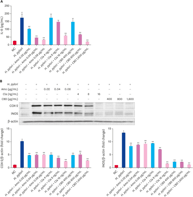The effect of CBD on the secretion of IL-8 and the expression of COX-2 and iNOS in AGS cells infected with H. pylori. Suspensions of H. pylori at OD600 1.0 were treated with CBD (400–1,600 μg/mL), Amo (0.02–0.08 μg/mL), or Cla (4–8 ng/mL) for 24 h and applied to AGS cells for 6 h. (A) IL-8 levels in AGS cells. (B) The protein levels of COX-2 and iNOS in AGS cells. β-actin was used as an endogenous control.All data are presented as the mean ± standard deviation.CBD, Cheonwangbosim-dan; IL, interleukin; COX-2, cyclooxygenase-2; iNOS, nitric oxide synthase; Amo, amoxicillin; Cla, clarithromycin; NC, normal control.*p < 0.01 vs. the control group; **p < 0.01 vs. the H. pylori group.