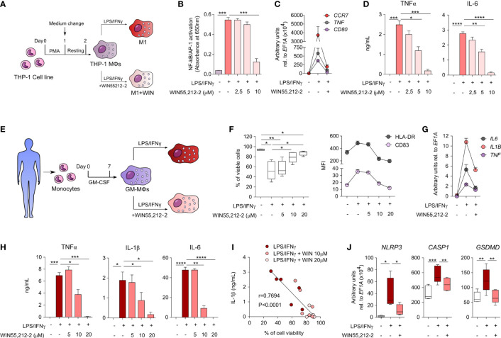 WIN55,212-2 inhibits pro-inflammatory activation of human macrophages. (A) THP-1 MΦs generation and activation protocol. (B) NF-κB/AP-1 activation in THP-1 XBlue MΦs after 18h of stimulation with medium, LPS/IFNγ (100 ng/mL and 50 ng/mL, respectively) or LPS/IFNγ plus the indicated doses of WIN55,212-2 (n=6). (C) mRNA expression levels of the indicated genes after 18h of stimulation of THP-1 MΦs with medium, LPS/IFNγ or LPS/IFNγ plus WIN55,212-2 (10 μM) (n=5). (D) Cytokine production by THP-1 MΦs stimulated with medium, LPS/IFNγ or LPS/IFNγ plus the indicated doses of WIN55,212-2 (n=6). (E) Protocol of human GM-MΦs differentiation and activation. (F) Percentage of viable cells (left) and mean fluorescence intensity (MFI) of the indicated markers (right) after GM-MΦs stimulation with medium, LPS/IFNγ (100 ng/mL and 50 ng/mL) or LPS/IFNγ plus the indicated doses of WIN55,212-2 (n=6). (G) mRNA expression levels of the indicated cytokines after 4h stimulation of GM-MΦs with medium, LPS/IFNγ or LPS/IFNγ plus WIN55,212-2 (20 μM) (n=5). (H) Cytokine production after 18h stimulation of GM-MΦs with medium, LPS/IFNγ or LPS/IFNγ plus the indicated doses of WIN55,212-2 (n=6). (I) Correlation between IL-1β production and GM-MØ viability after stimulation with LPS/IFNγ and LPS/IFNγ plus the indicated doses of WIN55,212-2 (n=6). (J) mRNA expression levels of the indicated genes after 4h stimulation of GM-MΦs with medium, LPS/IFNγ or LPS/IFNγ plus WIN55,212-2 (20 μM) (n=5). Values are shown as mean ± SEM. Statistical significance was determined by One-way ANOVA (B, D, F, H, J) or Spearman test (I). *P<0.05, **P<0.01, ***P<0.001 and ****P<0.0001.