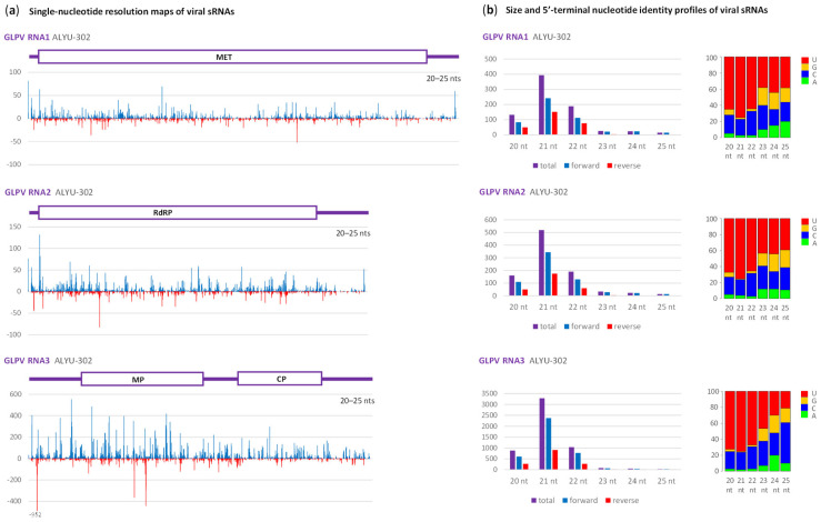 Illumina sequencing analysis of Grapevine line patter virus (GLPV)-derived small RNAs in the hemp plant ALYU-302. (a) Single-nucleotide resolution maps of 20–25 nt small (s)RNA reads mapped with zero mismatches on the reconstructed genome sequence of GLPV isolate ALYU-302. Histograms plot the numbers of viral reads at each nucleotide position of three RNA segments of the GLPV genome (RNA1, RNA2 and RNA3): blue bars above the axis represent positive-sense strand reads starting at each respective position, while red bars below the axis represent complementary strand reads ending at each respective position. The viral genome organization is shown schematically above the histograms, with the ORFs encoding methyltrasferase (MET) in RNA1, RNA-dependent RNA polymerase (RdRP) in RNA2, and movement (MP) and coat (CP) proteins in RNA3 boxed. (b) Size and 5′-terminal nucleotide identity profiles of viral sRNAs. Counts in reads per million (RPM) of sRNAs derived from positive-sense (forward) and negative-sense (reverse) strands or both strands of the viral genomic RNAs are plotted as bar graphs. Frequencies of 5′-terminal uridine (U), guanosine (G), cytosine (C) and adenosine (A) are plotted in percentage of total sRNAs for each of the six size classes (20, 21, 22, 23, 24 and 25 nt).