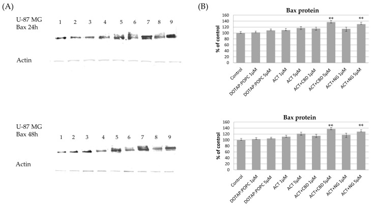 The impact of the nanoformulations on the level of Bax protein in U-87 MG cells. Panel (A) presents the representative immunoblots for the analysis of Bax protein. Panel (B) shows the sensitometric analysis of Western blot results, which shows relative protein expression levels normalized to the control group. Data are presented as mean ± SEM from three independent experiments, expressed as fold change versus control. Statistical significance was assessed using Dunnett’s multiple comparisons test (** p < 0.01).