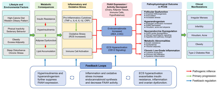 Systems-level model of FAAH dysregulation in PCOS.