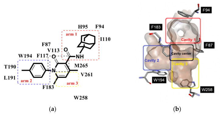 (a) Compound 8d interacting with residues of the binding pocket in the CB2R. The three arm-structure and residues from the three cavities are shown; (b) CB2R binding pocket with the three main cavities indicated.
