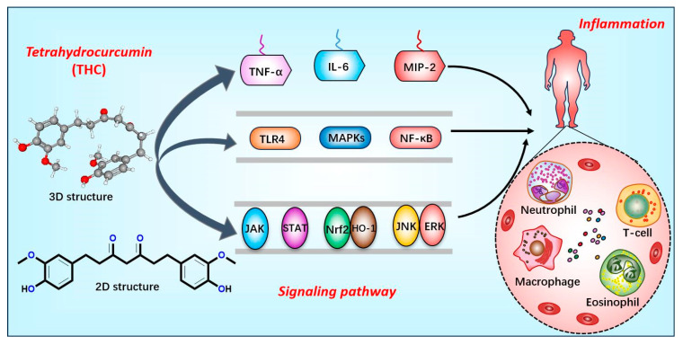 Relationship between tetrahydrocurcumin and inflammation. Tetrahydrocurcumin influences disease progression by regulating inflammatory cytokines (TNF-α, IL-6, MIP-2), key proteins (TLR4, MAPKs, and NF-κB), and signaling pathways (JAK/STAT, Nrf2/HO-1, and JNK/ERK).