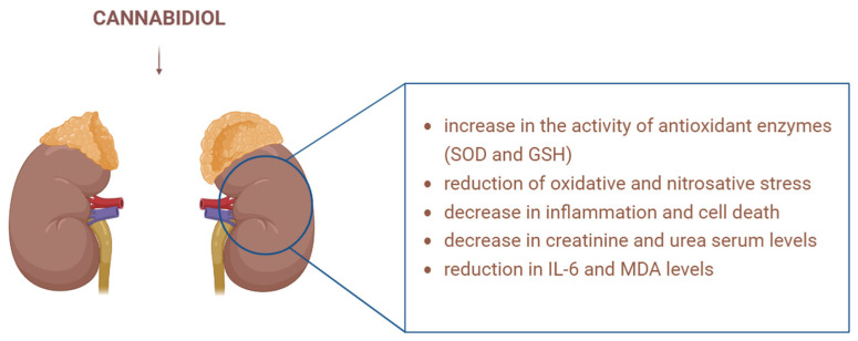 CBD’s beneficial effects in kidney pathology: It increases SOD and GSH levels, reduces oxidative and nitrosative stress, decreases interleukin, MDA, urea and creatinine levels, and reduces inflammation and cell death. SOD—superoxide dismutase; GSH—glutathione; IL—interleukin; MDA—malondialdehyde. Image created with the help of BioRender.com.