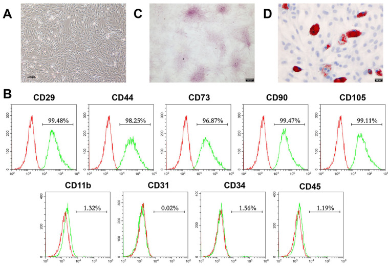 Morphology, phenotypic, and multidirectional differentiation characteristics of mouse BMSCs. (A) Re-presentative morphology image of passage 2 (P2) BMSCs was visual-ized by light microscopy (Scale bar, 100 μm). (B) P3 BMSCs surface markers were identified by flow cyto-metry. (C) Osteogenic differentiation capacities of isolated BMSCs were verified by alizarin red staining after incubation for 14 days (n=3; Scale bar, 100 μm). (D) Adipogenic differentiation capacities of isolated BMSCs were detected by oil red O staining after culture for 14 days (n=3; Scale bar, 100 μm). BMSCs: bone mesenchymal stem cells.