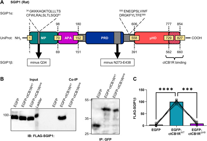 The H9 domain interacts with SGIP1. (A) Schematic comparing the three known SGIP1 isoforms. The SGIP1 isoform we cloned from a cDNA library extracted from rat primary cortical cultures, designated here as SGIP1β, conforms to predicted SGIP1 transcript variant X19 (NCBI reference sequence XM_017593774.2). This variant comprises 660 amino acids and differs from the standard SGIP1 variant found on UniProt (which corresponds to predicted transcript variant X9, NCBI reference sequence XM_017593764.2) by two deletions – a single residue deletion (Q34) in the MP domain and a 165-residue deletion (N273–E438) in the PRD (black hatched regions). Importantly, SGIP1β does not contain the two additional regions found in SGIP1α (shown above the UniProt variant diagram), the first of which has been found to be necessary for membrane tubulation (Lee et al., 2021). The blue cross-hatched region in the µ homology domain (µHD) indicates the region that binds ctCB1R (Hajkova et al., 2016). APA, AP-2 activator motif. (B) Representative immunoblots showing co-immunoprecipitation (co-IP) of FLAG–SGIP1β with EGFP–ctCB1RWT, but not with EGFP–ctCB1RΔH9 or the EGFP control, in lysates from HEK293T cells. Left: anti-FLAG immunoblot (IB) showing FLAG–SGIP1β in input (5%) and GFP immunoprecipitation (IP) samples. Right: anti-GFP immunoblot of GFP IP samples. Positions of molecular mass markers are indicated in kDa. (C) Quantification of data represented in B. Significantly more FLAG–SGIP1β co-immunoprecipitates with EGFP–ctCB1RWT than with an EGFP control (EGFP versus EGFP–ctCB1RWT: mean±s.e.m., 4.04±1.95 versus 100±3.23; ****P<0.0001) or with EGFP–ctCB1RΔH9 (EGFP–ctCB1RWT versus EGFP–ctCB1RΔH9: mean±s.e.m., 100±3.23 versus 8.70±2.38; ***P=0.0002), suggesting that FLAG–SGIP1β specifically interacts with the H9 domain. Level of FLAG–SGIP1β co-immunoprecipitation with EGFP–ctCB1RΔH9 was comparable to that with the EGFP control, suggesting that the H9 domain is the only interaction site of FLAG–SGIP1β in ctCB1R (EGFP versus EGFP–ctCB1RΔH9: mean±s.e.m., 4.04±1.95 versus 8.70±2.38; P=0.3340). FLAG–SGIP1β signal was normalised to the GFP IP signal and expressed as a percentage of EGFP–ctCB1RWT. Matched one-way ANOVA with Tukey's post hoc test. n=5 independent experiments per condition.