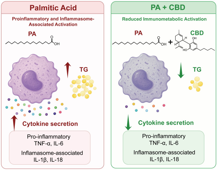 Infographic comparing palmitic acid alone versus palmitic acid plus CBD on immune cells. Palmitic acid increases triglyceride accumulation and pro-inflammatory cytokine secretion, while adding CBD reduces both processes, indicating reduced immunometabolic activation. Chemical structures and cytokine examples are shown.