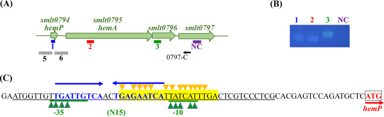 hemP-hemA-smlt0796-smlt0797 operon verification and expression. (A) Genetic organization of the hemP-hemA-smlt0796-smlt0797 cluster of S. maltophilia KJ. The orientation of the gene is indicated by an arrow. The black small arrows indicate the locations of the 0797-C primer for reverse transcription. The bars indicate the PCR amplicons obtained using primer sets HemPQ95-F/R (blue), HemAQ93-F/R (red), 0796Q120-F/R (green), and 0797Q108-F/R (purple) and are labeled 1, 2, 3, and NC, respectively. The gray bars indicate the DNA segments cloned into pHemPxylE (labeled 5) and pHemAxylE (labeled 6). (B) Agarose gel electrophoresis of the PCR products. DNA-free RNA collected from KJΔFur underwent reverse transcription using the primer 0797-C. Next, the 0797-C-derived cDNA was used as the template for PCR with the primers indicated. 1, primers HemPQ95-F and HemPQ95-R; 2, primers HemAQ93-F and HemAQ93-R; 3, primers 0796Q120-F and 0796Q120-R; NC (negative control), primers 0797Q108-F and 0797Q108-R. (C) Analysis of the promoter-containing region of the hemP-hemA-smlt0796-smlt0797 operon. The putative Fur box is marked in yellow, based on the previously reported Fur box sequence (23). The nucleotides that matched the Fur box consensus sequence are indicated with yellow triangles. The predicted −10 and −35 promoter regions and the spacing of the hemP-hemA-smlt0796-smlt0797 operon are underlined in green. The nucleotides matching the promoter consensus sequence are indicated with green triangles. The putative HemP-binding region is marked in blue, and the inverted repeat sequence is indicated with blue arrows.