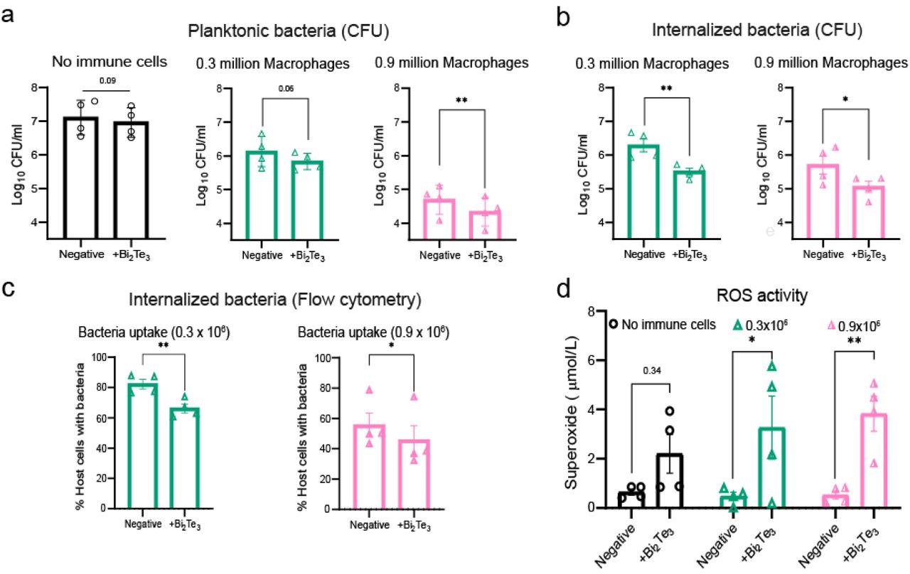 Bismuth telluride enhances macrophage-mediated bactericidal activity against S. aureus through the induction of reactive oxygen species.(a) Quantification of extracellular planktonic surviving S. aureus in the supernatant of cultures in the absence and presence of macrophages at densities of 0.3 million and 0.9 million expressed as CFU; negative indicates absence of bismuth telluride (Bi2Te3) and + Bi2Te3 indicates a dose of 0.3 mg bismuth telluride added to these cultures.(b) Evaluation of internalized surviving S. aureus recovered from macrophages in coculture at macrophage densities of 0.3 million cells and 0.9 million cells, in the absence and presence of bismuth telluride; number of bacteria is expressed as CFU.(c) Flow cytometric quantification of the percentage of live macrophages associated with GFP-expressing S. aureus(d) Quantitative analysis of superoxide production by macrophages in the absence (negative) or presence of bismuth telluride (Bi2Te3). No bacteria were presented in these experiments.Data are presented as mean ± SD (n=4 independent experiments); Statistical analysis was performed using paired t-test and two-way ANOVA followed by Sidak’s multiple comparison test. Statistical significance is indicated as *p<0.05, **p<0.01, ***p<0.001, ****p<0.0001, and ns=non-significant.