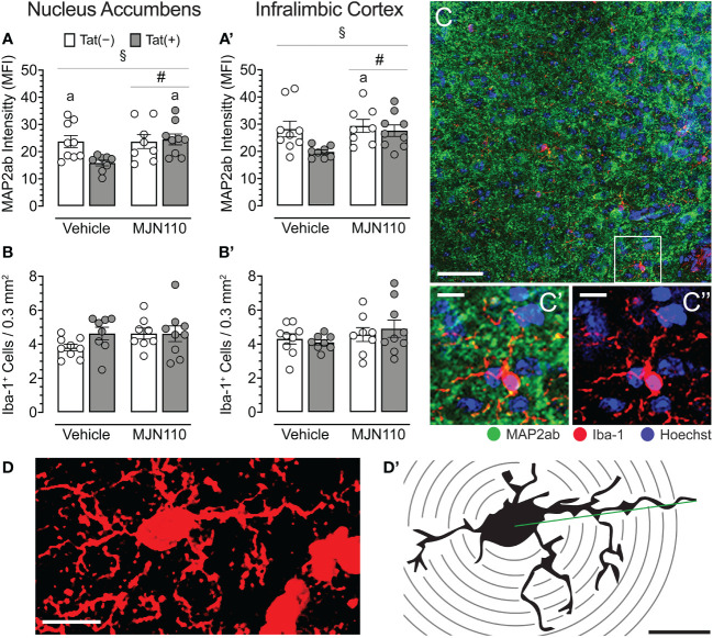 Neuronal dendritic intensity and microglia density/morphology in the nucleus accumbens and infralimbic cortex. (A) In the nucleus accumbens, MJN110 increased neuronal dendritic intensity based on Tat expression, with decreased MAP2ab intensity in vehicle-treated Tat(+) mice compared to MJN110-treated Tat(+) mice and vehicle-exposed Tat(−) mice. (A’) In the infralimbic cortex, the same main effect for drug and drug x genotype interaction was noted, with decreased MAP2ab intensity in vehicle-treated Tat(+) mice compared to MJN110-treated Tat(−) mice. (B, B’) Microglia density was not affected by genotype or drug in the nucleus accumbens or infralimbic cortex. (C) Brain section from the nucleus accumbens of a vehicle-treated Tat(+) mouse taken at 20x (0.3 mm2, Scale bar = 50 µm) and at a higher magnification of MAP2ab intensity and/or microglia Iba-1 (C’ and C’’, Scale bars = 10 μm). (D) Example of an orthogonal projection Iba-1-stained image from the nucleus accumbens used for Sholl analysis (63x, Scale bar = 10 μm, image processed with ImageJ). (D’) Example of a single microglial cell with concentric Sholl radii (black circles) superimposed on the image (Scale bar = 10 μm). All data are expressed as mean ± the standard error of the mean (SEM). Statistical significance was assessed by ANOVAs followed by Tukey’s post hoc tests when appropriate; # p < 0.05 main effect of drug, § p < 0.05 genotype x drug interaction, a p < 0.05 vs. vehicle-treated Tat(+) mice. Individual subject data (averaged across 3-4 images per region) represented by open circles.