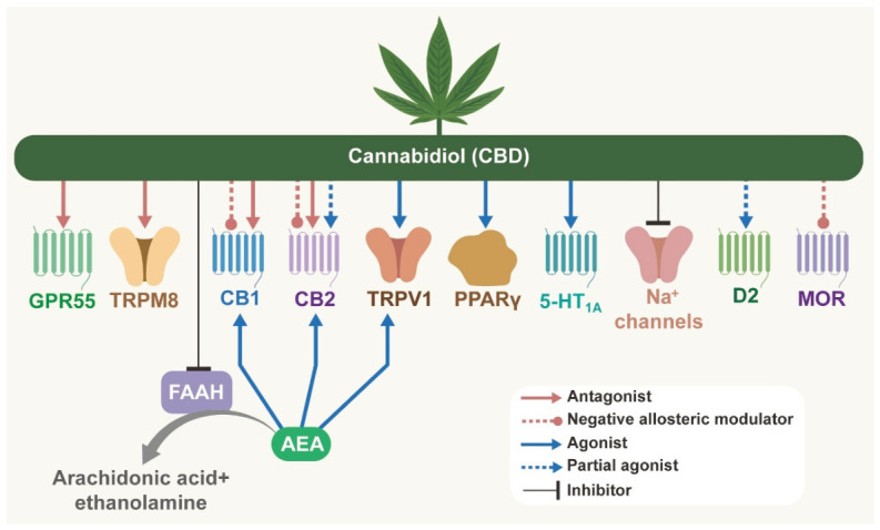 The main molecular targets of CBD and its mechanism of action mainly involve the ECS.