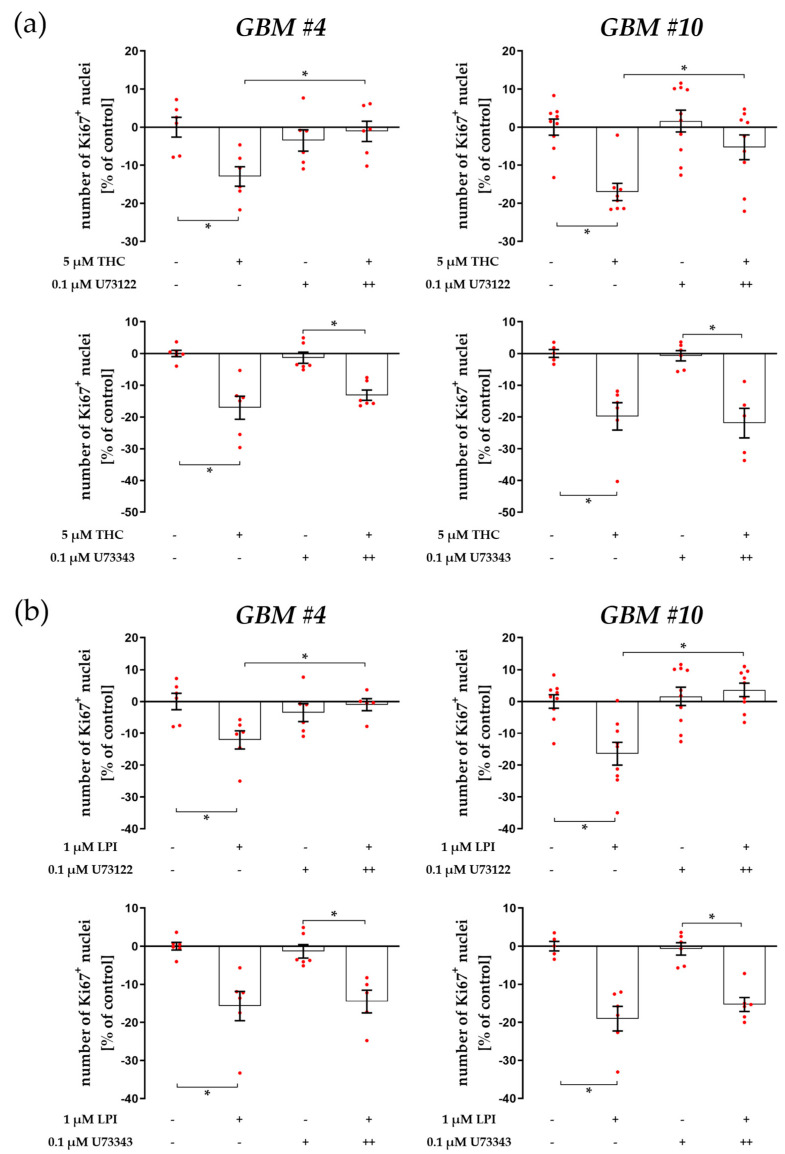 Impact of PLC inhibitor U73122 and its inactive analogue U73343 on THC- and LPI-induced reduction of the number of Ki67+ nuclei. GBM #4 and GBM #10 were left untreated or exposed to THC (a) or LPI (b) for 24 h, resulting in a decreased number of Ki67+ nuclei. Pretreatment with U73122, a commonly used inhibitor of PLC, significantly reversed the effects obtained after exposure to THC (a) or LPI (b) in both GBM #4 and GBM #10. Its inactive form U73343 failed to diminish the responses to THC (a) and LPI (b) at the same concentrations used for U73122. U73122 or U73343 alone did not cause any alterations (a,b). Data are presented as means ± SEMs of N = 3 independent experiments performed in duplicate. Each red dot represents an individual data point. −/+ indicates without/with the corresponding substance ++ denotes that cells were pre-incubated with U73122 or U73343 before THC or LPI was added. Significance was set at p < 0.05. The asterisk denotes significant results regarding the respective measurement indicated by the bar.