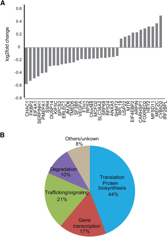Transcripts selectively regulated by β-arrestin 1 signaling. HEK293 cells expressing either the wild-type or S426A/S430A receptors were stimulated with 1 μM WIN for 2 hours. RNA was isolated and sequenced and results analyzed as described in Materials and Methods. (A) Transcripts that were differentially expressed in S426A/S430A expressing cells treated with WIN. Shown as log2 fold change. (B) Varied function of the differentially regulated genes. The majority of differentially regulated genes are involved in transcription and protein synthesis or degradation.