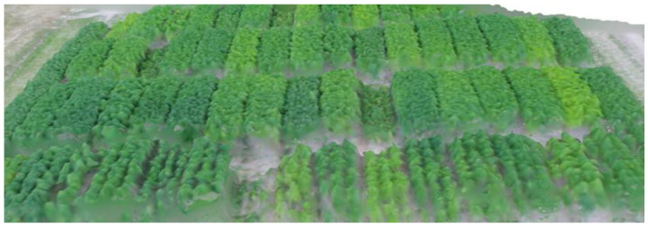 3D model of the variety trial constructed from aerial photos.
