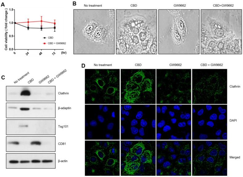 Regulation of vesicle-formation components by PPARγ. (A) MTT assay was performed after combinatory treatment with CBD and GW9662, and PPARγ inhibitor. (B) Morphological changes were observed with a microscope after combinatory treatment with CBD and GW9662. (C) A Western blot analysis was performed to determine whether vesicle-formation components are regulated with inhibition of PPARγ. (D) Clathrin expression was also analyzed with an immunostaining experiment after combinatory treatment with CBD and GW9662.