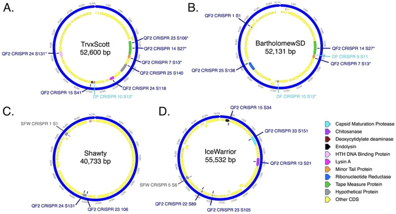 Genomic maps of phages showing regions containing sequence similarity to spacers found within the CRISPRs of strains QF2, DF, and SFW.(a) TrvxScott, (b) BartholomewSD, (c) Shawty, and (d) IceWarrior. Key displays putative functions of CRISPR targeted genes.