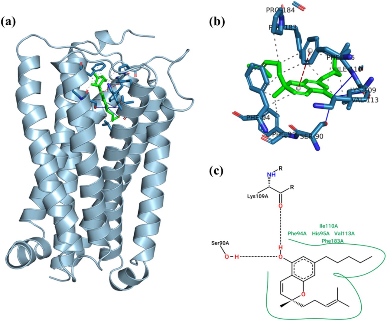 Visualization of (−)-CBC docked with the CB2 receptor.Cartoon representation of ligand-receptor docked complex, (b) Zoomed in version of ligand-receptor docked complex with (−) CBC isomer (green colour, stick representation) with interacting receptor residues, Hydrogen bond and Pi-Pi interactions shown in blue lines and red dash lines respectively and, (c) 2D PoseView of ligand-receptor interaction.