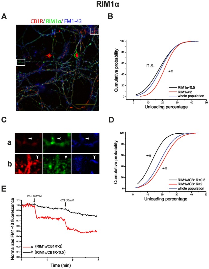 RIM1α/CB1R ratio levels determine synaptic efficiency in HU-210 treated cells.A) Post hoc immunocytochemical images of FM1-43 loaded synaptic boutons in blue (pseudocolor), anti-CB1R in red and anti-RIM1α in green. Selected areas in A are shown at higher magnification in C. Normalized FM1-43 unloading of synaptic boutons according to: RIM1α (B) and RIM1α/CB1R ratio (D) (whole population in blue; subpopulation with protein or ratio value >2 in red; subpopulation with protein or ratio value <0.5 in black). E) examples of FM1-43 unloading kinetics of the individual synaptic boutons shown in C. Traces in B are means of n = 541 synaptic boutons from 4 covers in whole population of synaptic boutons; n = 91 in RIM1α >2; n = 219 in RIM1α<0.5. Traces in D are means of n = 541 synaptic boutons from 4 covers in whole population of synaptic boutons; n = 48 in RIM1α/CB1R >2; n = 55 in RIM1α/CB1R<0.5. Scale bar 25 µm. NSp>0.05, **p<0.01 compared to whole population (Kolmogorov-Smirnov test).