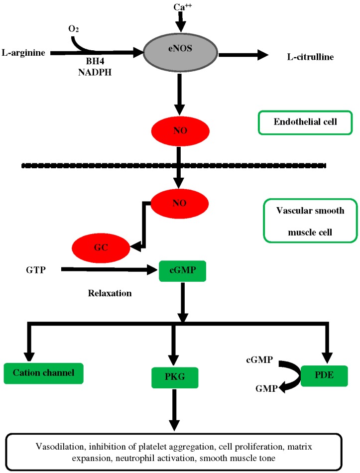 Synthesis of nitric oxide from precursor l-arginine in endothelial cells and mechanism of vasodilation in vascular smooth muscle.