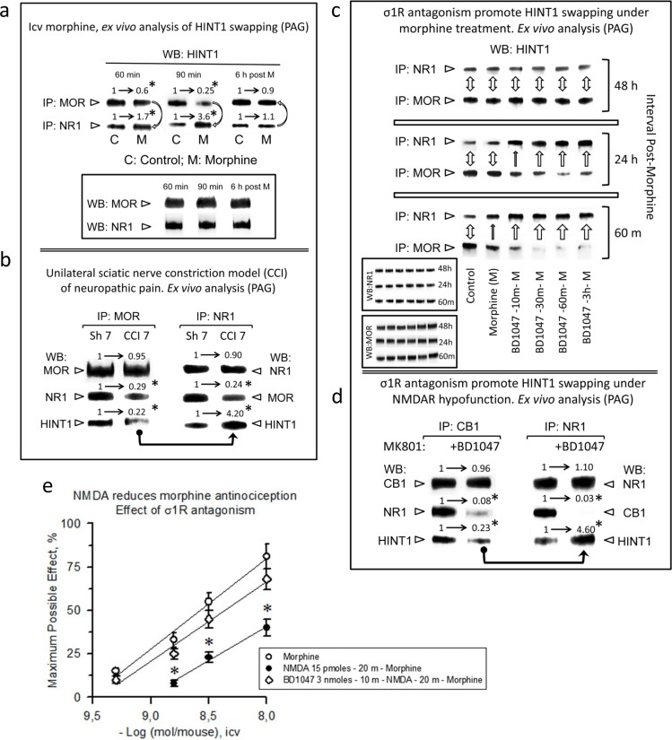 Physiological HINT1 transfer to NR1 subunits: role of σ1R antagonisma. Morphine induces HINT1 swapping between MORs and NMDAR NR1 subunits. CD1 mice received an icv injection of 10 nmol morphine and were euthanized at the post-opioid intervals indicated. The MORs or NR1 subunits were subjected to IP from PAG synaptosomes, and the co-precipitated HINT1 proteins were immunodetected by WB. The experiments were repeated three times; mean ratios are shown. For IP of the MOR or NR1: *significantly different from the immuno-signals of the control (C) group that received saline instead of morphine (M) and was assigned an arbitrary value of 1; ANOVA (total DF = 17), all pairwise Holm-Sidak multiple comparison test, p < 0.05. b. Influence of neuropathic pain (CCI animal model) in HINT1 binding to MORs and NR1 subunits. The mice were operated on day 0, and they were euthanized 7 days later. Following IP of MORs or NR1 subunits from PAG synaptosomes, the co-precipitated proteins were determined by WB. *Significantly different from the sham-operated control group (Sh7), p < 0.05. Details as in (a). c. σ1R antagonism promotes HINT1 swapping with morphine treatment. The mice received 3 nmol of the σ1R antagonist BD1047 and 10 nmol of morphine by the icv route, and different groups were euthanized at the post-opioid intervals indicated. The procedure was as described in (a). The bidirectional arrow indicates that the level of HINT1 association to MOR and NR1 subunits has returned to that observed in the control mice (no morphine). One top arrow indicates the transfer of HINT1 towards NR1 subunits, and its width is an arbitrary representation of the intensity of the process. Inset: WB of the IP MORs and NR1 subunits that served to determine the co-precipitated HINT1. d. On NMDAR hypofunction, σ1R antagonism transfers HINT1 from CB1 receptors to NR1 subunits. Mice received icv saline or 3 nmol BD1047 25 min before receiving 1 nmol MK801 (NMDAR antagonist), and the mice were euthanized 30 min later. Samples were processed as in b, except that CB1 was the immunoprecipitated GPCR, and the control group received MK801 but not the σ1R antagonist BD1047. For IP of CB1 or NR1: *significantly different from the MK801 group not receiving BD1047, p < 0.05. Details as in (a). e. σ1R antagonism prevents NMDA from reducing morphine antinociception. The morphine dose-effect curve for analgesia in mice was constructed. The icv injection of 15 pmol NMDA 20 min before morphine reduced the capacity of morphine to produce antinociception. The antagonist of σ1R, BD1047 (3 nmol), injected icv 10 min before NMDA (15 pmol), prevented the effect of the direct activator of NMDARs. *Significantly different from the control group that received morphine and saline instead of BD1047 and NMDA; ANOVA (total DF = 29), all pairwise Holm-Sidak multiple comparison test, p < 0.05.