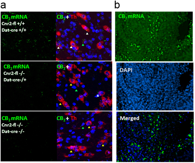 RNAscope in situ hybridization using CB2R and tyrosine hydroxylase probes in DAT-Cnr2 mice (a,b). (a) RNAscope in situ hybridization of mouse VTA section, red color represents tyrosine hydroxylase (TH) mRNA, green CB2R mRNA and blue DAPI nucleus staining. Genotypes of Cnr2-floxed and DAT-Cre are marked with white color on the upper left corners of the sections. White arrow heads represent colocalization of CB2R mRNA and TH mRNA; green arrow heads CB2R mRNA localization in TH negative cell types and orange arrow heads TH positive neurons without CB2R mRNA. (b) Spleen section as positive control of CB2R mRNA level that is more abundant in immune cells.