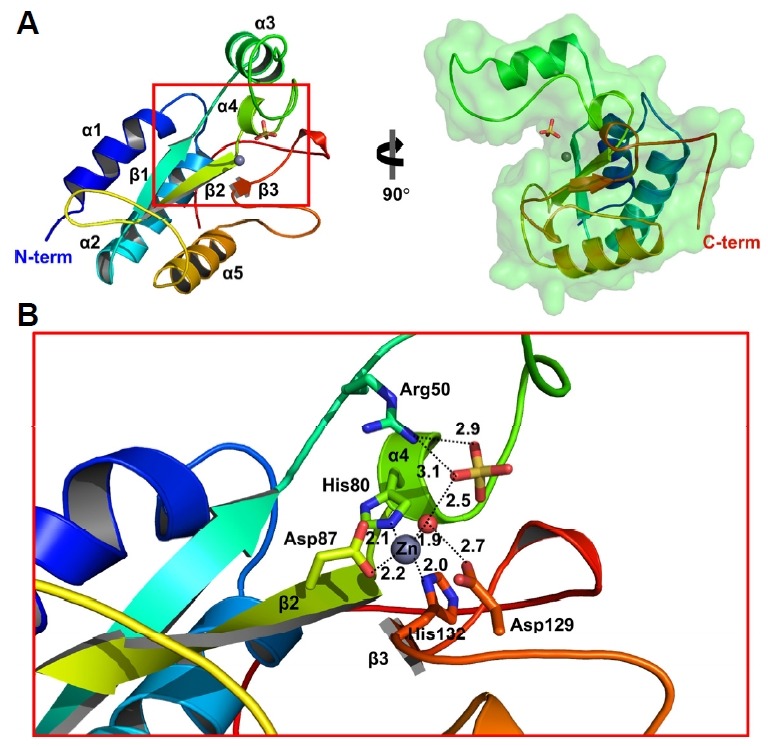The Structure of the LysB4 EAD(A) The overall structure of the LysB4 EAD, consisting of five α-helices and one β-sheet with three antiparallel β-strands (the blue to red ribbon model in the left and the green transparent surface model in the right). Zn2+ is represented as the gray sphere, and a sulfate ion in the cleft is shown in the stick model. (B) A close-up view of the red inset in A. The Zn2+ (gray sphere) shows the tetrahedral coordination geometry with His80 from α4, Asp87 from β2, His132 from β3, and one water molecule (red sphere) in the cleft region. The adjacent sulfate ion is shown in the stick model and makes polar interactions with Arg50 and the bound water molecule. The distances are indicated by a dotted line (Å).