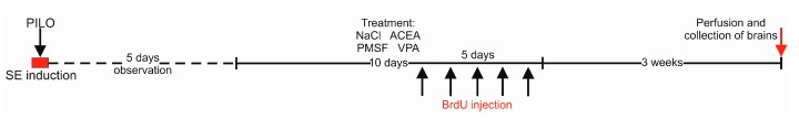 Schematic illustration of the experimental design used in the study. Experimental procedure: PILO—pilocarpine injection; SE—status epilepticus; ACEA—arachidonyl-2′-chloroethylamide; PMSF—phenylmethylsulfonyl fluoride; VPA—valproic acid; BrdU-5-Bromo-2-Deoxyuridine.