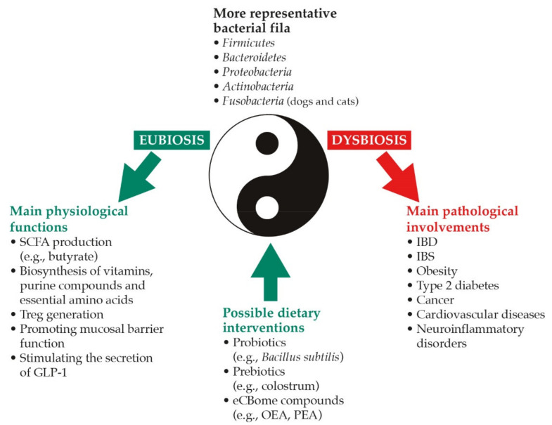 The yin and yang of gut microbiome in intestinal health and beyond. See text for detailed explanation. Abbreviations: eCBome, endocannabinoidome; GLP-1, glucagon-like peptide-1; IBD, inflammatory bowel disease; IBS, irritable bowel disease; OEA, oleoylethanolamide; PEA, palmitoylethanolamide; SCFA, short-chain fatty acid; Treg, regulatory T-cell.