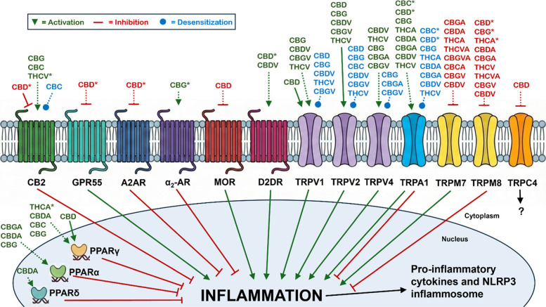 Non-psychotropic phytocannabinoid modulation of GPCR-, TRP channel-, and PPAR-mediated inflammatory signaling in microglia. Solid lines indicate effects directly shown in microglia, dotted lines indicate effects inferred from non-microglial cell types, and asterisks indicate functional interactions at nanomolar concentrations (< 1 µM)