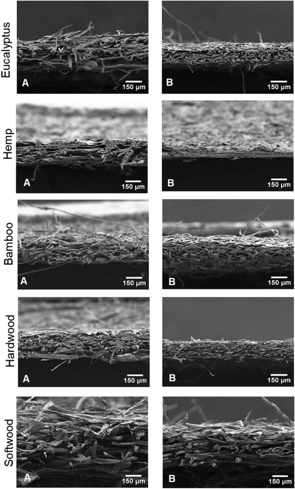 SEM images of different fibers produced using A) Carbonate Hydrolysis and B) Mild Kraft techniques.